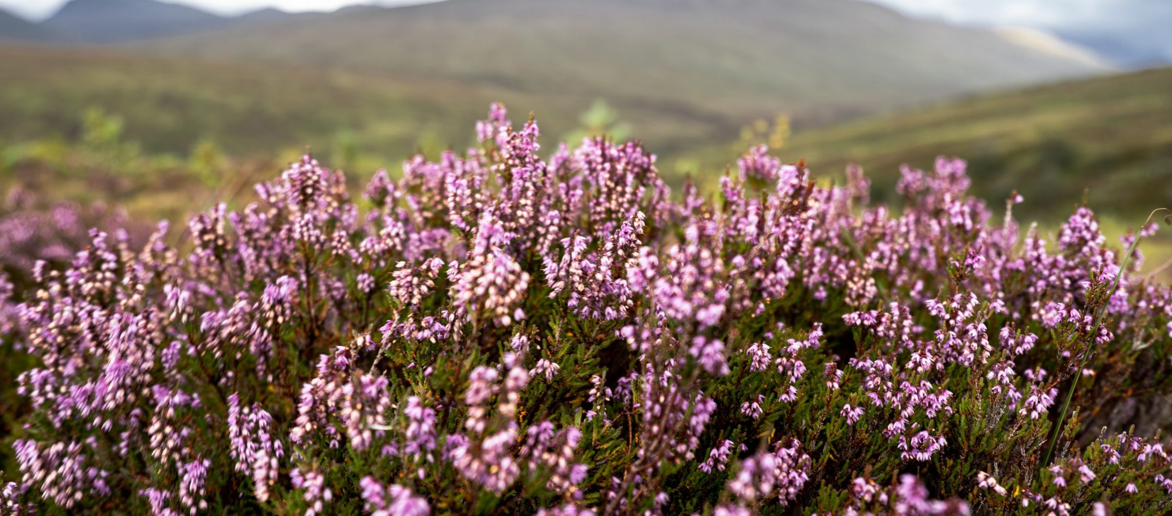 Heather